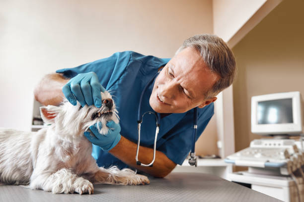 Best Emergency Root Canal Treatment in Drexel, OH